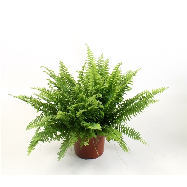 Nephrolepis ex.  green Moment 17Ø 50cm