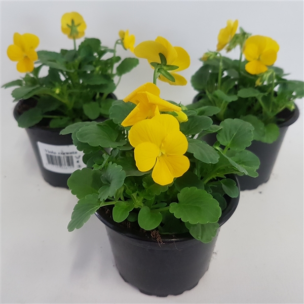 Viola cornuta Yellow 9Ø 15cm