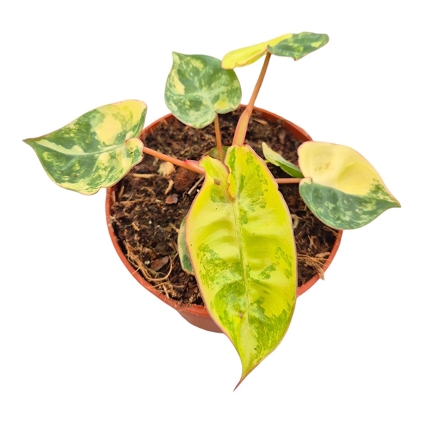Philodendron Billitiae Variegata 7Ø 10cm