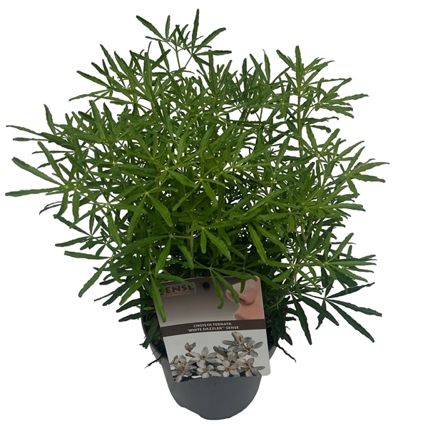 Choisya ternata White Dazler 17Ø 40cm