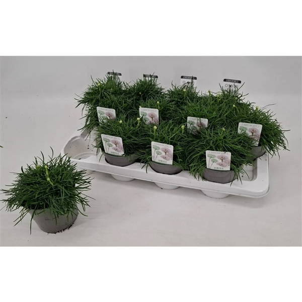 Armeria maritima Armada White 12Ø 20cm