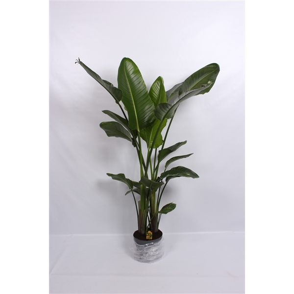 Strelitzia Nicolai 24Ø 180cm 4pp
