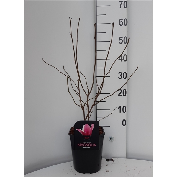 Magnolia soulangiana 21Ø 50cm