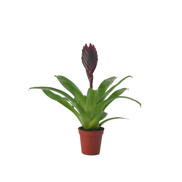 Vriesea Cathy 5,5Ø 15cm