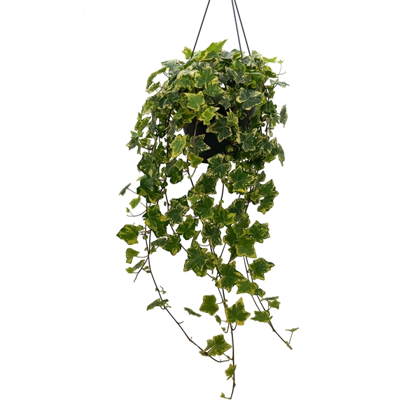 Hedera helix varigated 19Ø 50cm