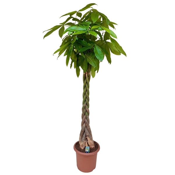 Pachira aquatica 40Ø 220cm