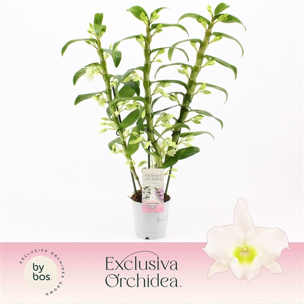 Dendrobium Nobile Apollon 12Ø 50cm 3st 90fl