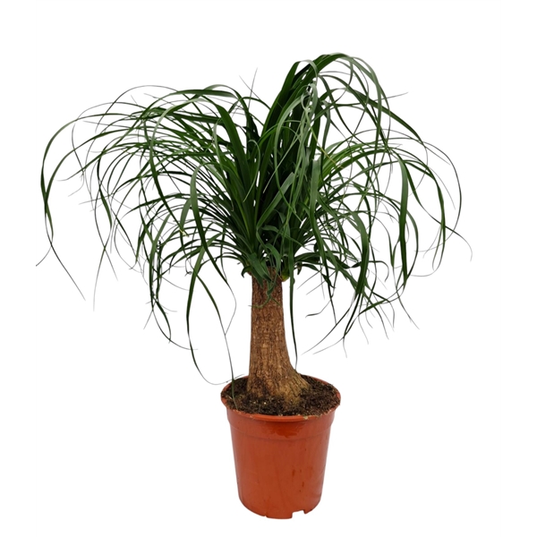 Nolina Recurvata (Beaucarnea) 19Ø 60cm