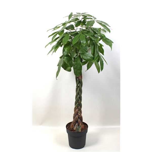 Pachira aquatica 27Ø 160cm