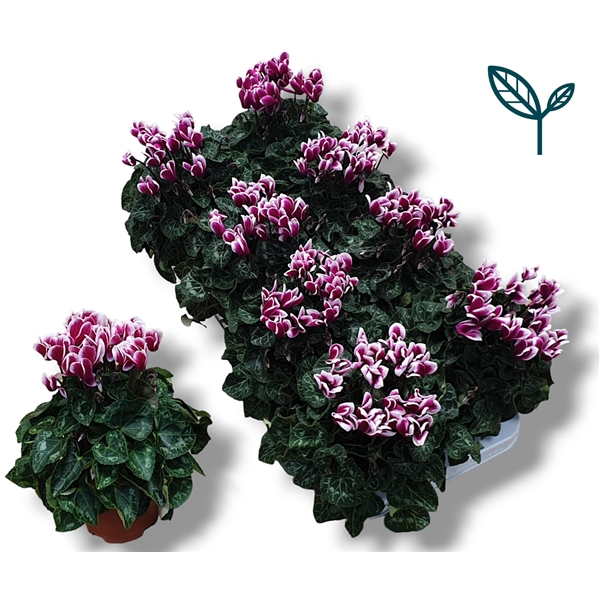 Cyclamen Metis Fantasia Purple 10,5Ø 20cm