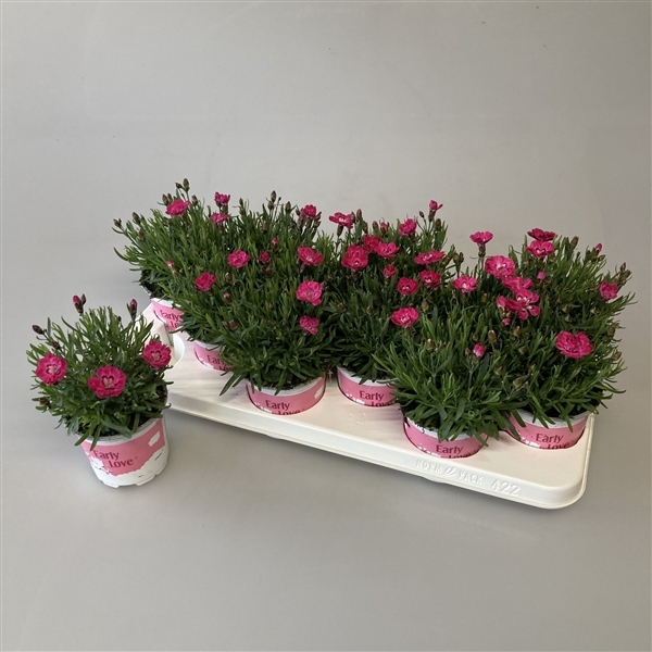 Dianthus hybr. Diantica Early Love 10,5Ø 20cm
