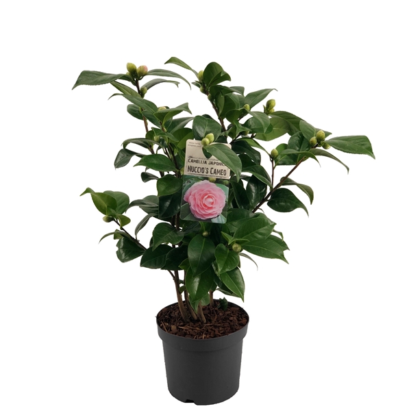 Camellia japonica Nuccios Cameo 19Ø 65cm 15fl