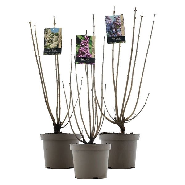 Syringa vulg. mix 26Ø 75cm
