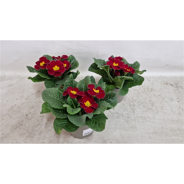 Primula acaulis Unistar Elcora Rot 10,5Ø 15cm