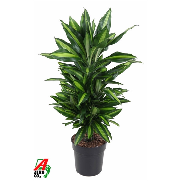 Dracaena frag Cintho branched 21Ø 80cm 1pp