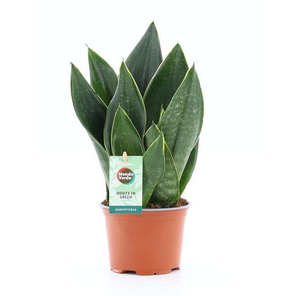 Sansevieria Black Diamond 12Ø 35cm 3pp