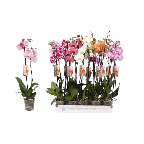 Phalaenopsis mix 12Ø 70cm 2st 14fl