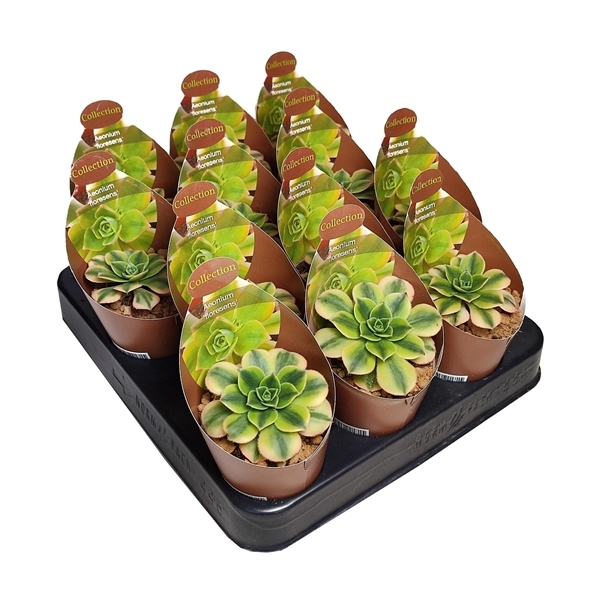 Aeonium Floresens 6,5Ø 8cm