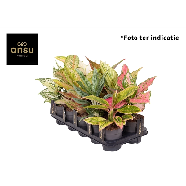 Aglaonema mix exclusive 12Ø 35cm 1pp