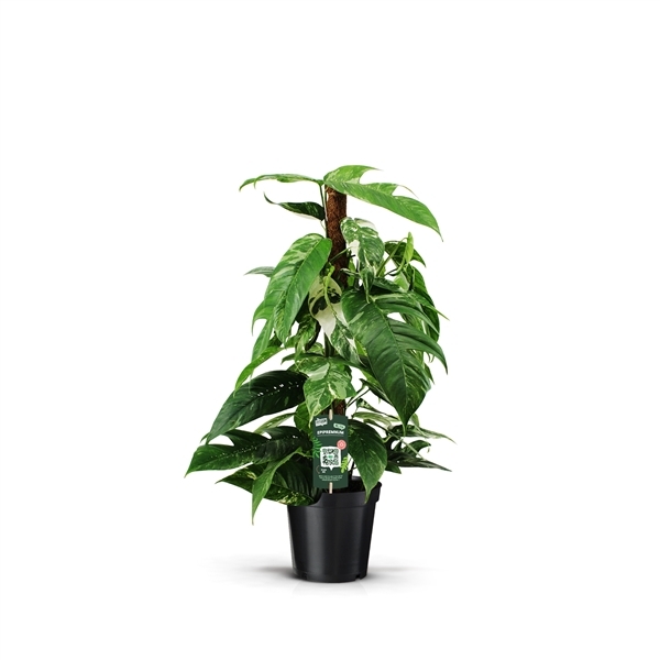 Epipremnum pinnatum Variegata 19Ø 80cm