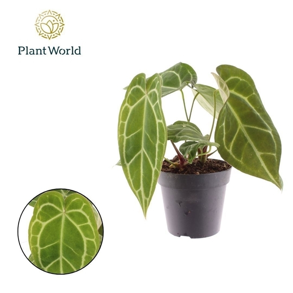 Anthurium Chrystallinum 12Ø 35cm 1fl