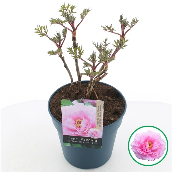 Paeonia suffruticosa light pink 24Ø 40cm