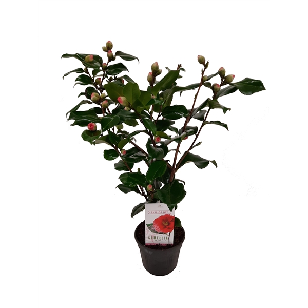 Camellia Japonica Dr. King 15Ø 60cm 25fl