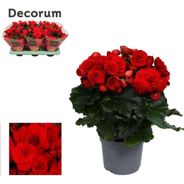 Begonia Elatior Baladin 13Ø 32cm