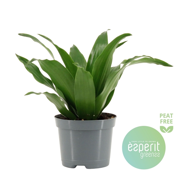 Dracaena fragrans Compacta 8,5Ø 20cm 1pp