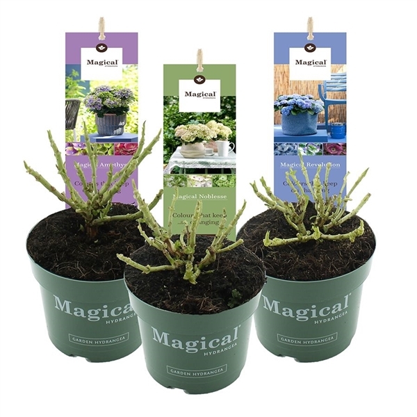 Hydrangea mac Magical mix 17Ø 30cm 997fl