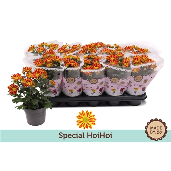 Chrysanthemum Indicum Hoihoi 12Ø 25cm 3pp