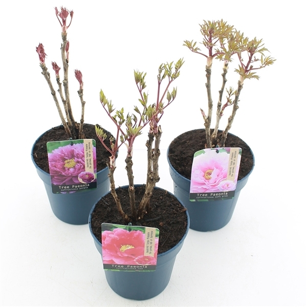 Paeonia suffruticosa mix 19Ø 40cm