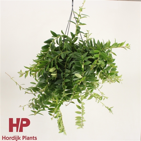 Aeschynanthus Caro Improved 15Ø 35cm