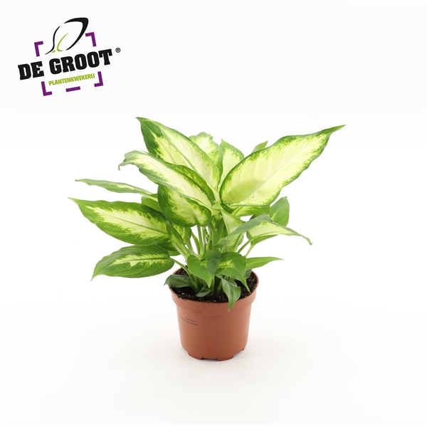 Dieffenbachia Camilla 12Ø 35cm