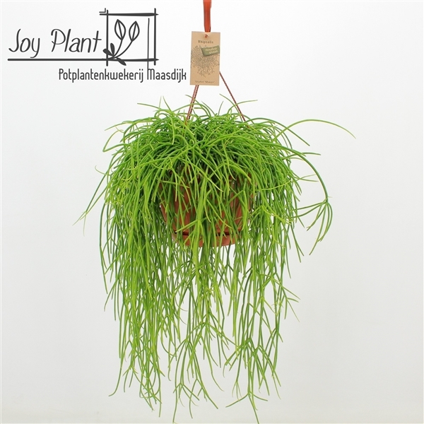 Rhipsalis Shaferi Sharon (Cites) 21Ø 40cm