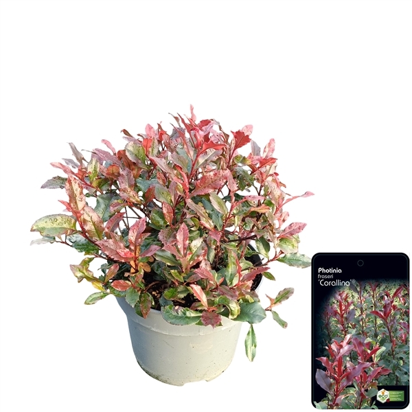 Photinia fra. Corallina 23Ø 40cm