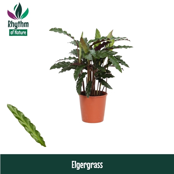 Calathea rufibarba Elgergrass 12Ø 40cm