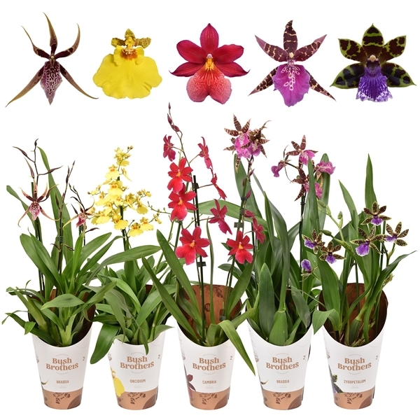Orchids mix 12Ø 55cm 2st