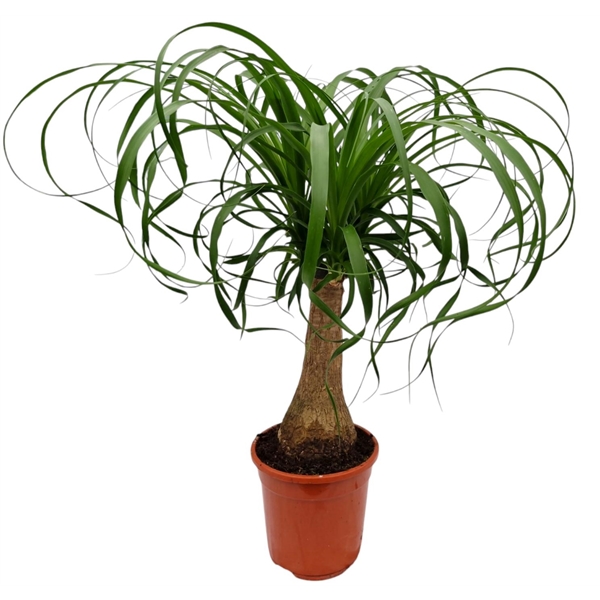 Nolina Recurvata (Beaucarnea) 17Ø 50cm