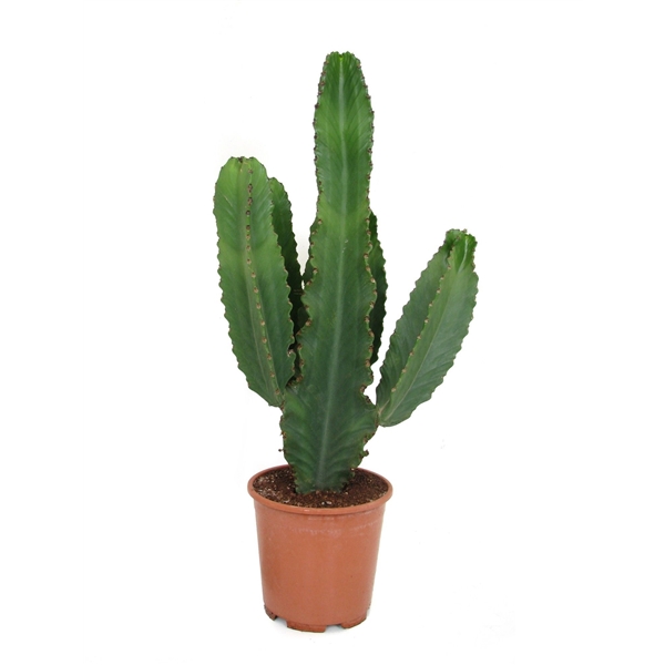 Euphorbia Ingens (Cites) 24Ø 85cm