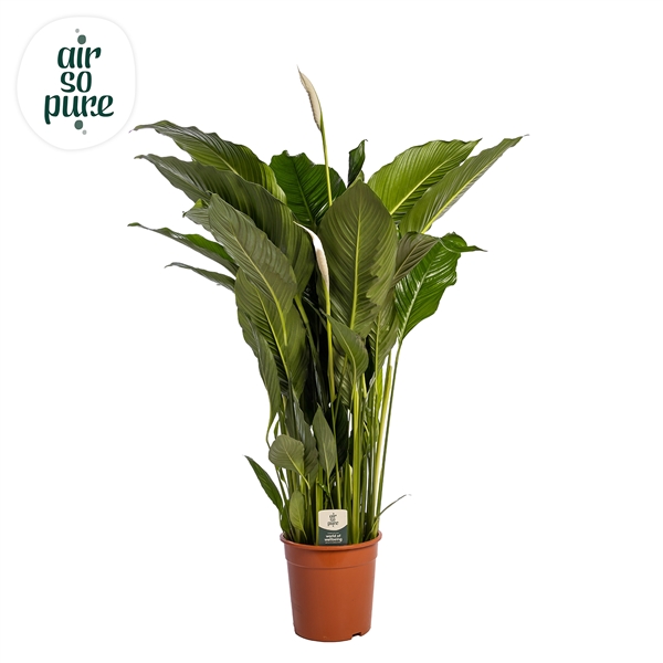 Spathiphyllum Sebastiano 27Ø 140cm 2fl