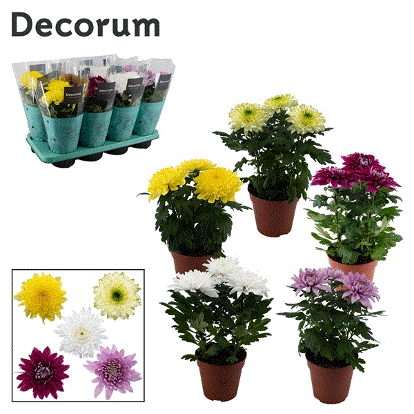 Chrysanthemum indicum Nova Zembla mix 13Ø 35cm 3pp