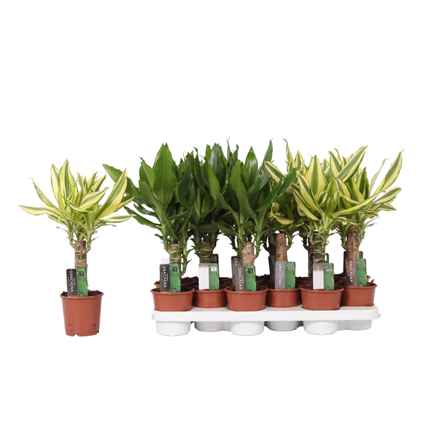 Dracaena fragrans mix 2srt 11Ø 35cm 1pp