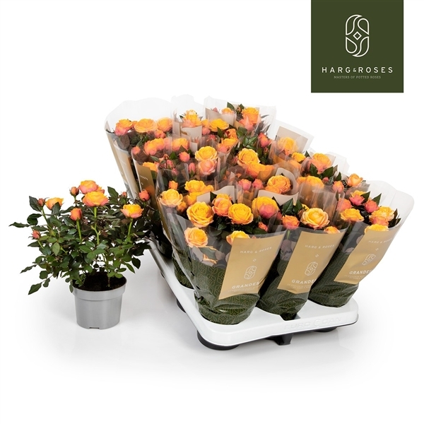 Rosa Firebird Kordana Grande 10,5Ø 27cm