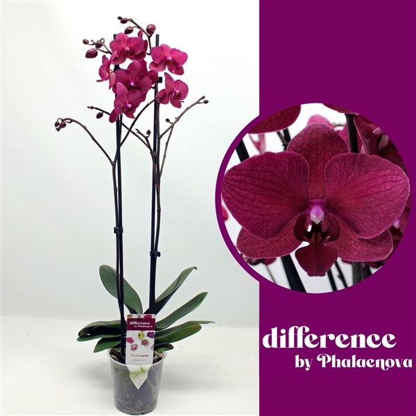 Phalaenopsis Bohemian Pavarotti 12Ø 70cm 2st 14fl
