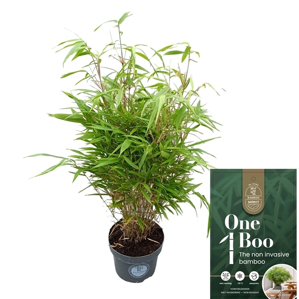Fargesia rufa 23Ø 75cm
