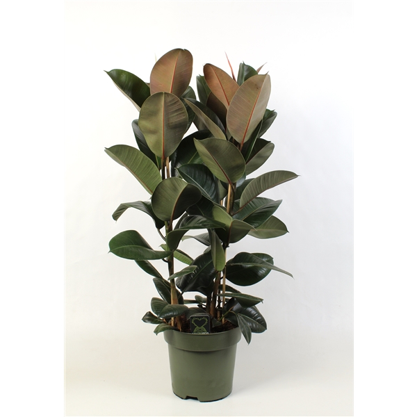 Ficus elastica Robusta 27Ø 100cm 3pp