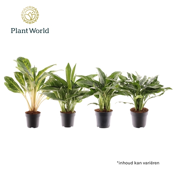 Aglaonema mix 17Ø 55cm 2pp
