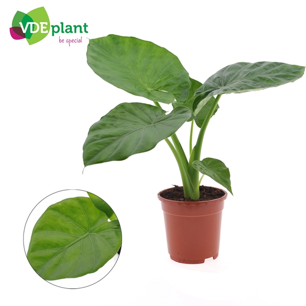 Alocasia Macrorrhiza 17Ø 60cm 1pp
