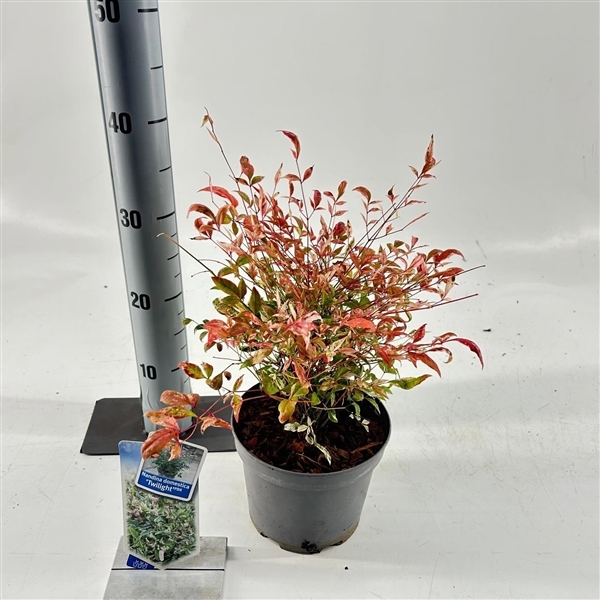 Nandina domestica Twilight 17Ø 20cm